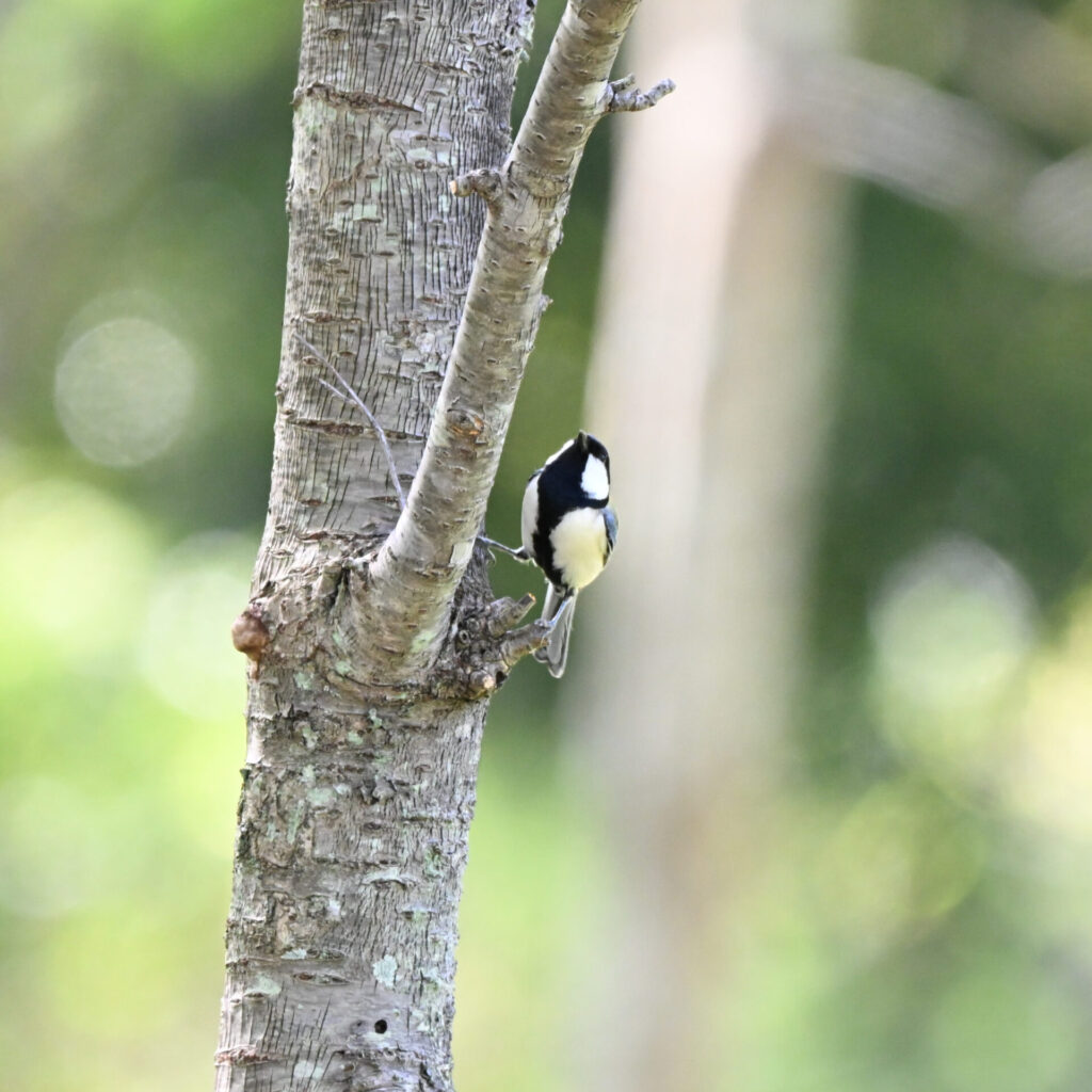 Zf + 180-600mm で撮影