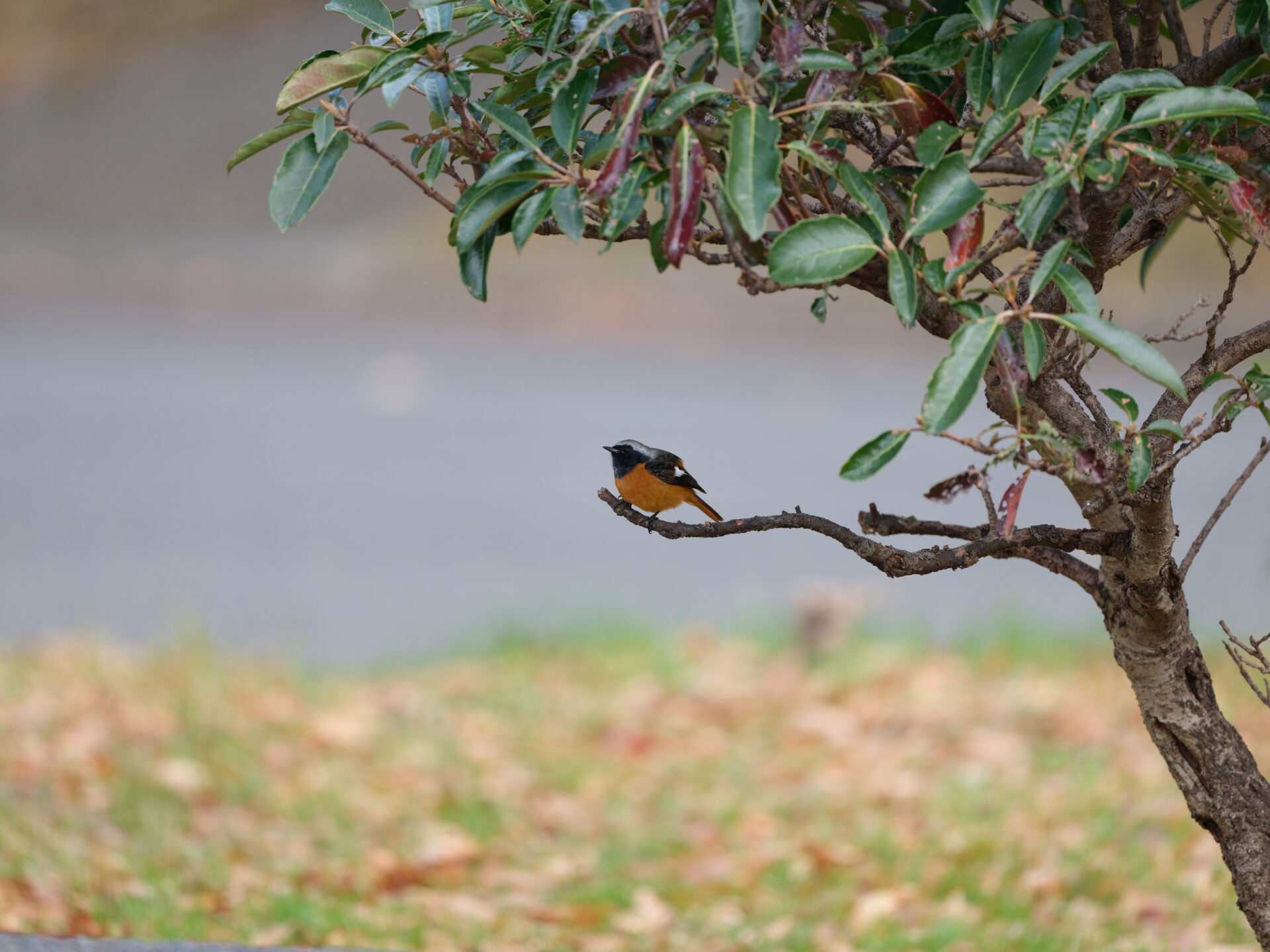 Daurian Redstart 1 JPEG straight out of the camera