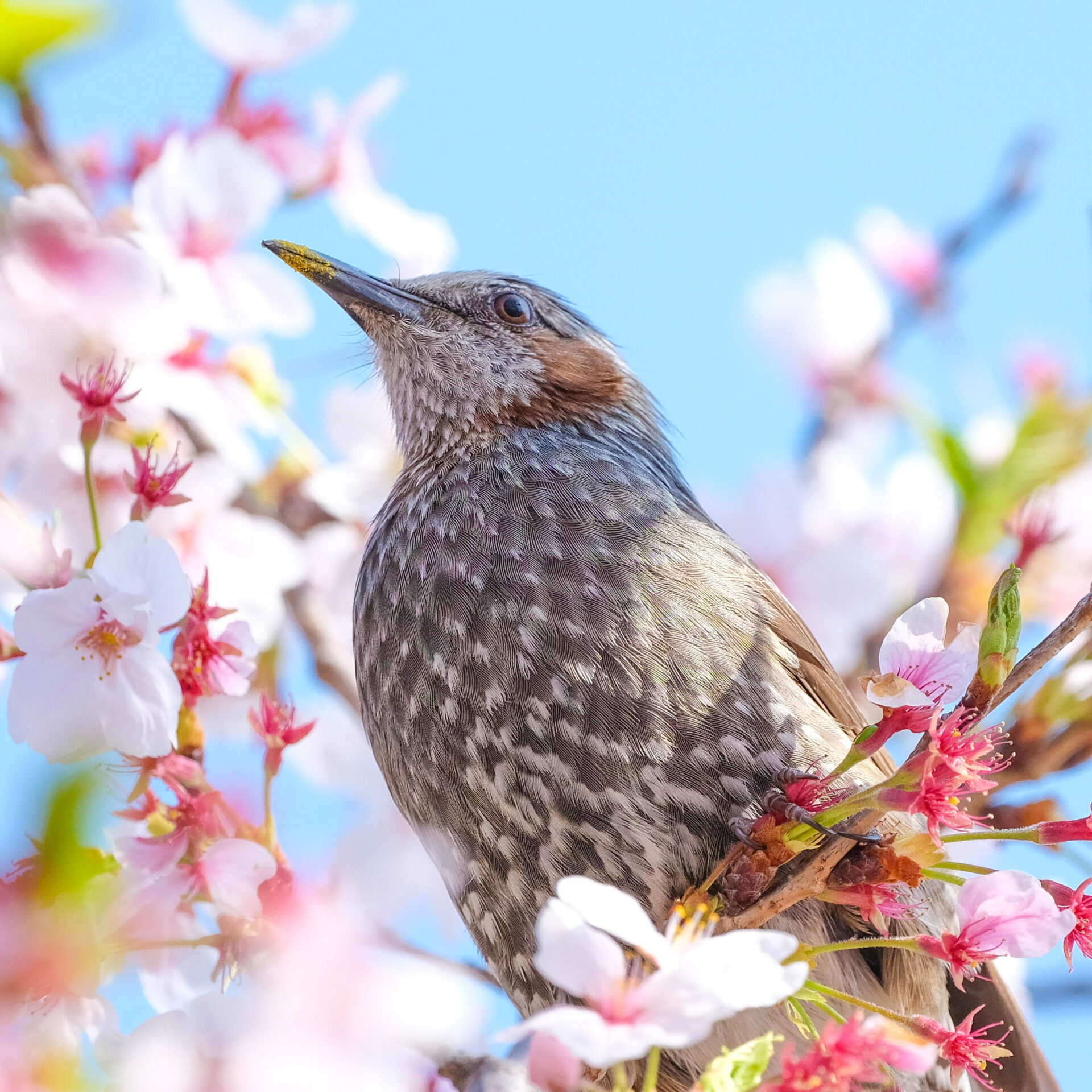 bulbul 3 (Edited)