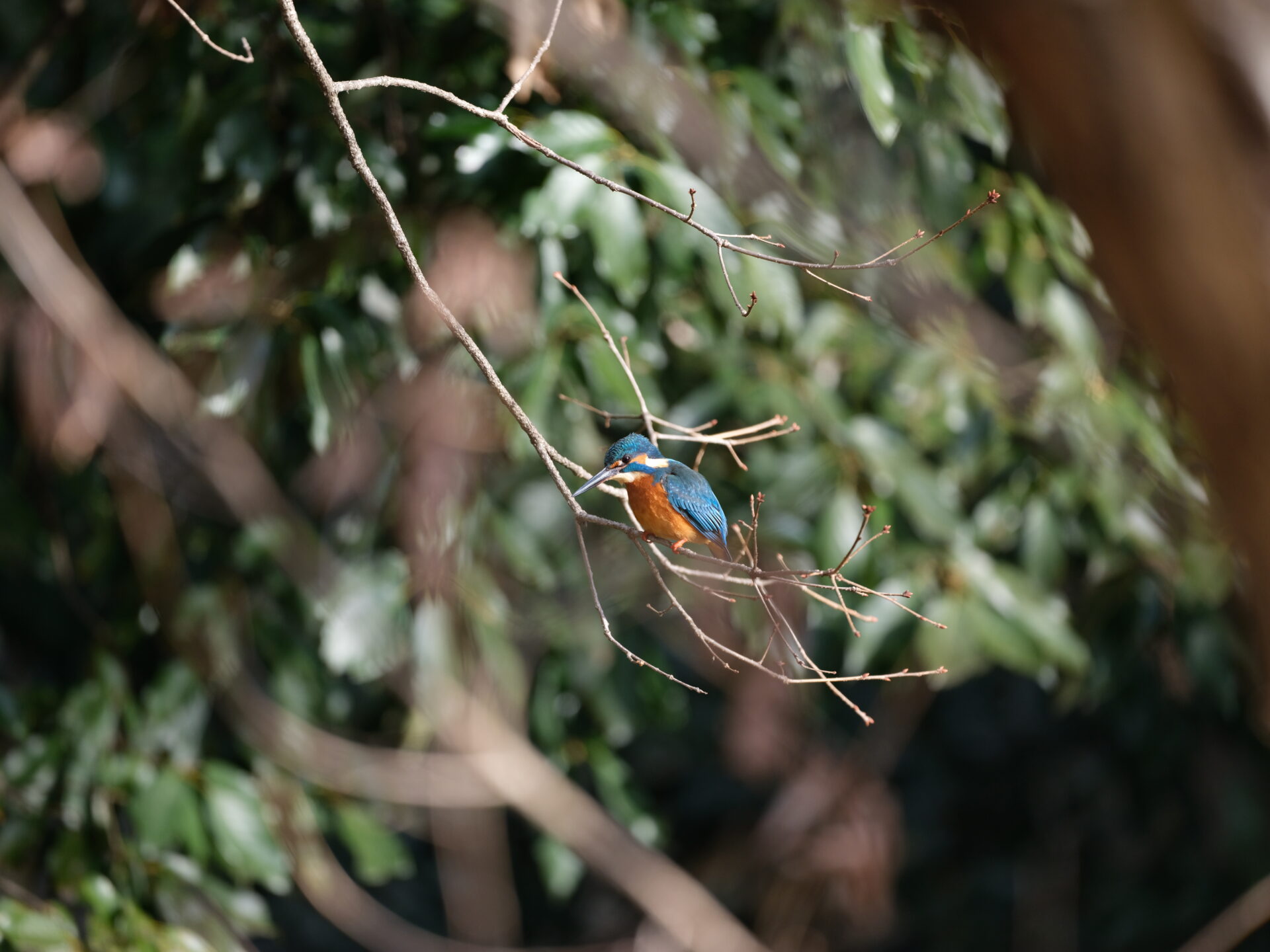 Kingfisher 13 JPEG straight out of the camera