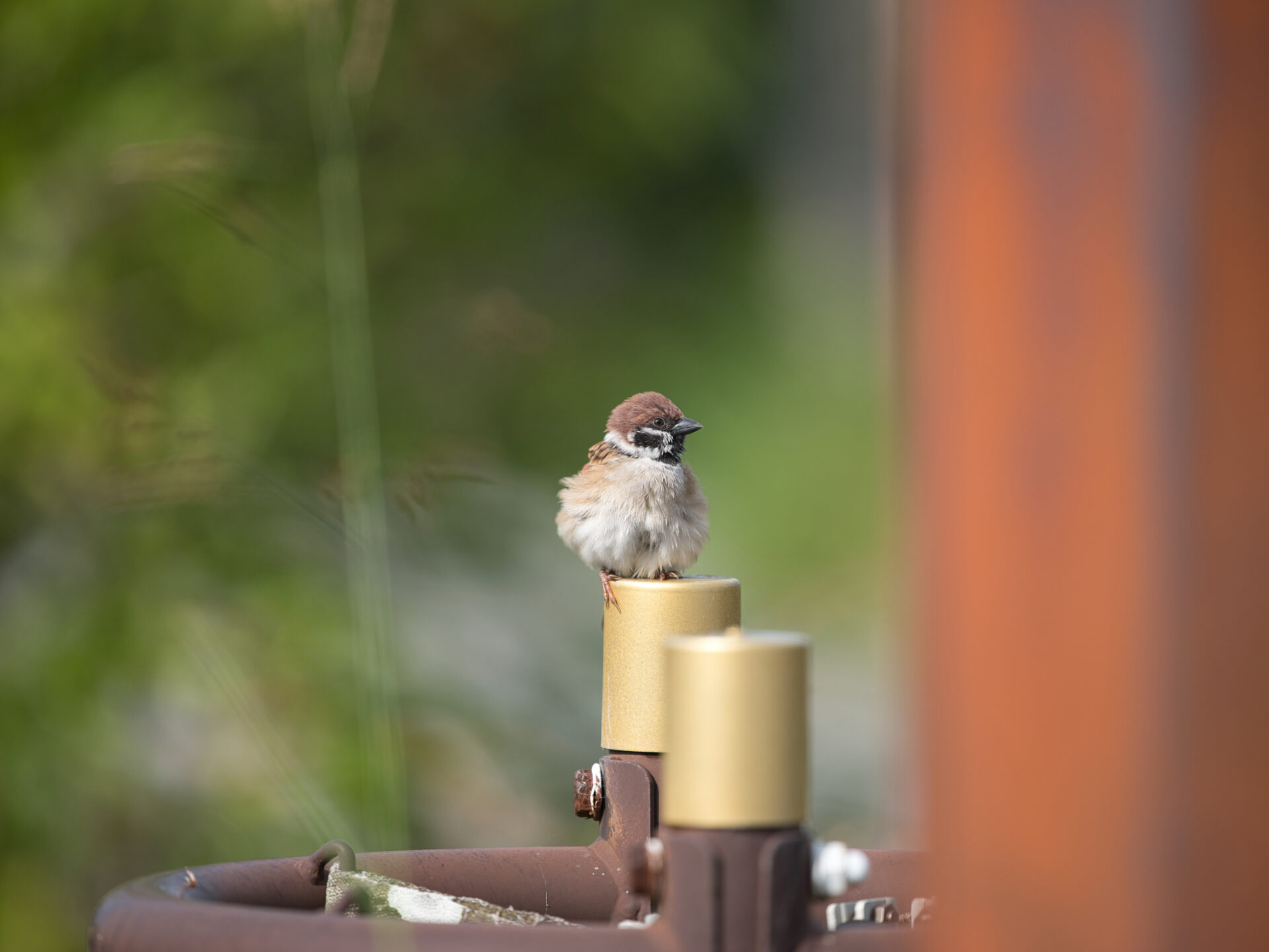 Sparrow 2