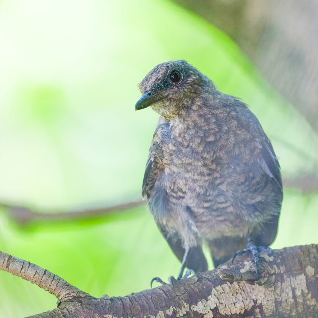 イソヒヨドリの幼鳥