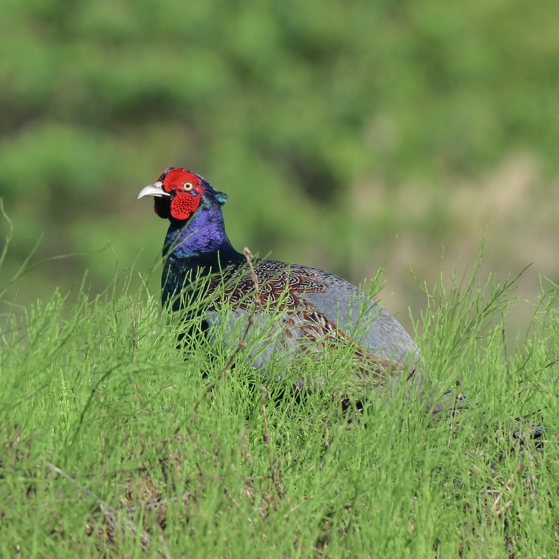 春のキジ撮影|自転車で野鳥撮影を楽しむコツ