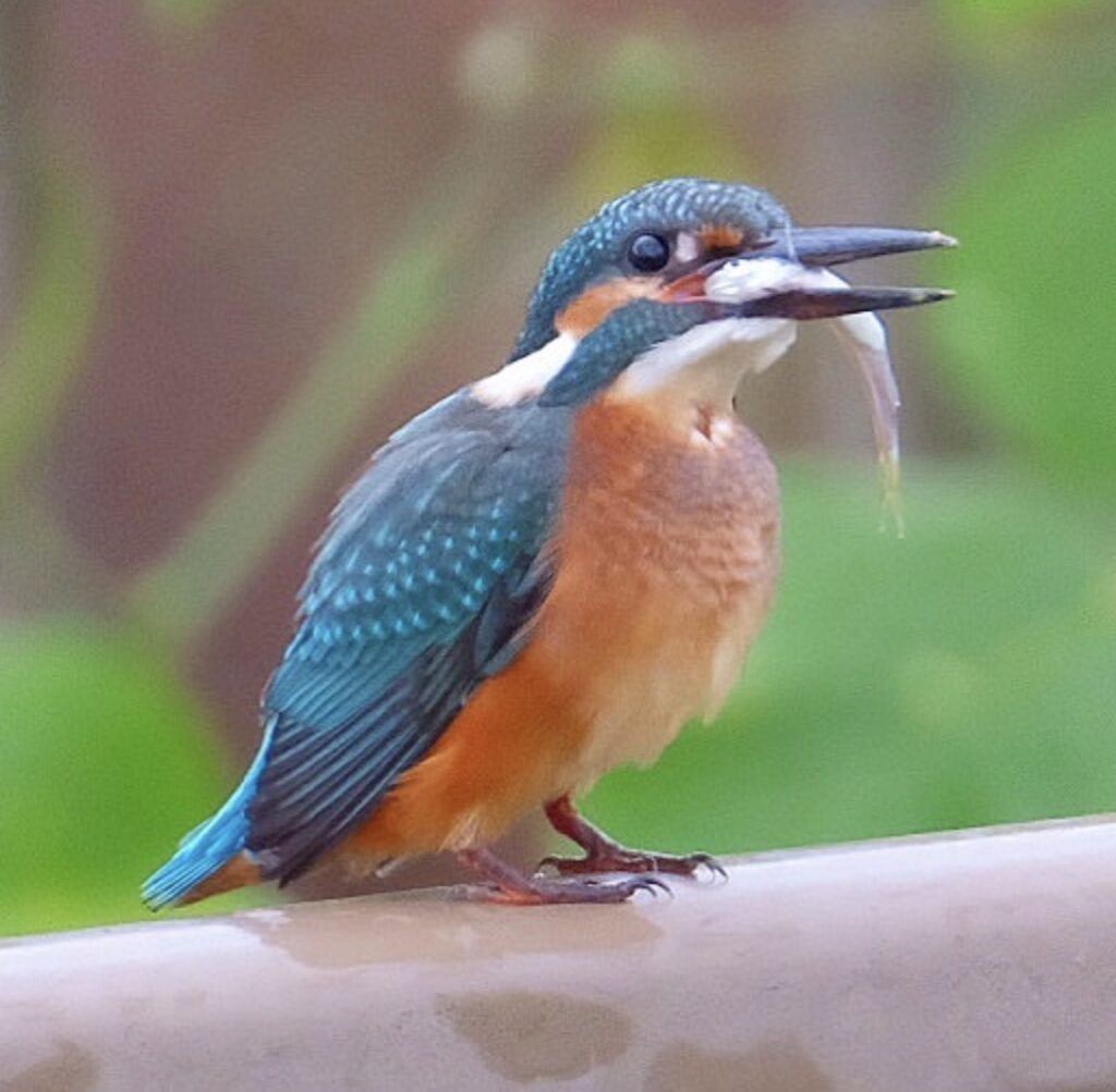カワセミの幼鳥