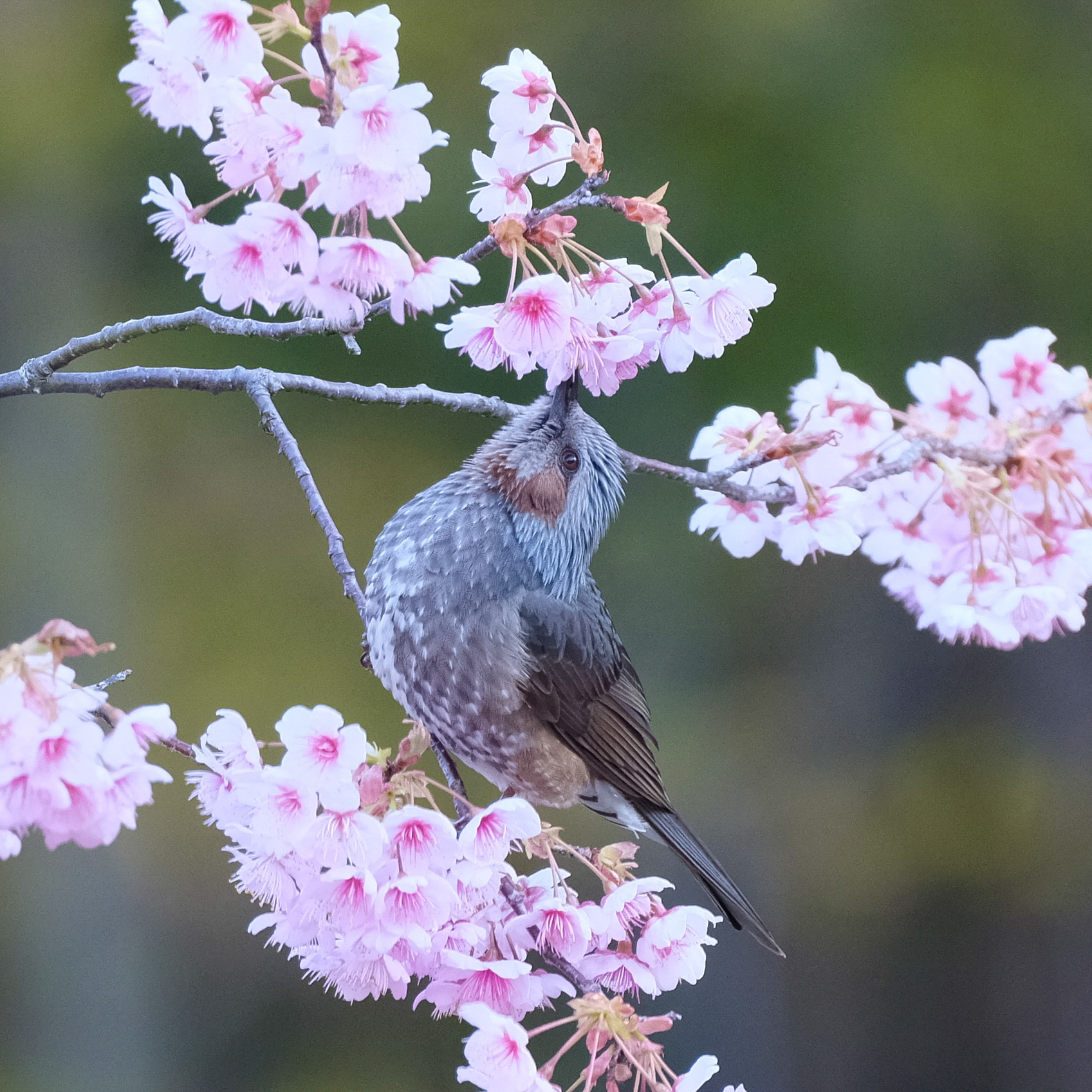 bulbul 4 (Edited)