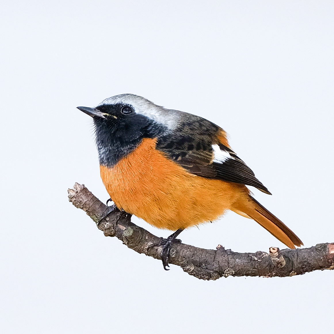 Daurian Redstart 1 (Edited)