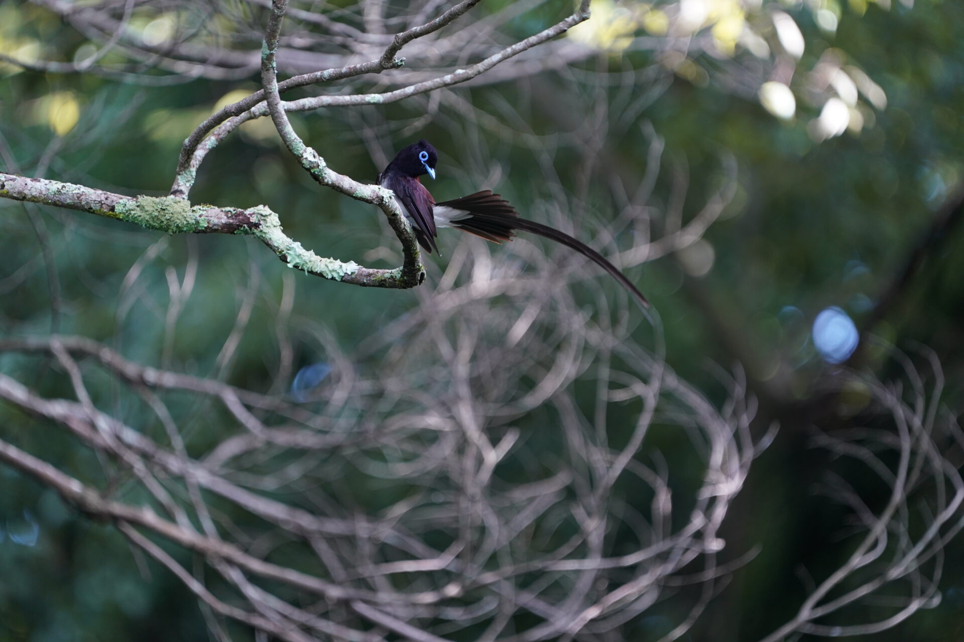 Flycatcher 2 JPEG straight out of the camera