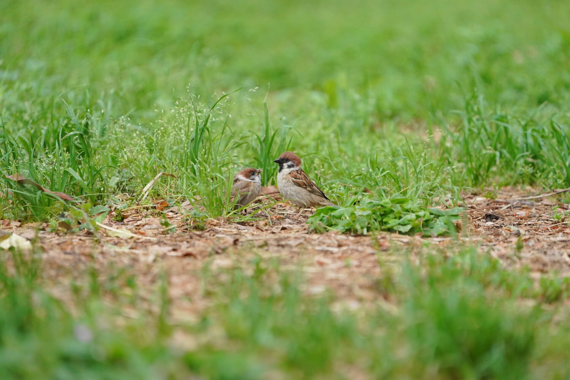 Sparrow 1 JPEG straight out of the camera