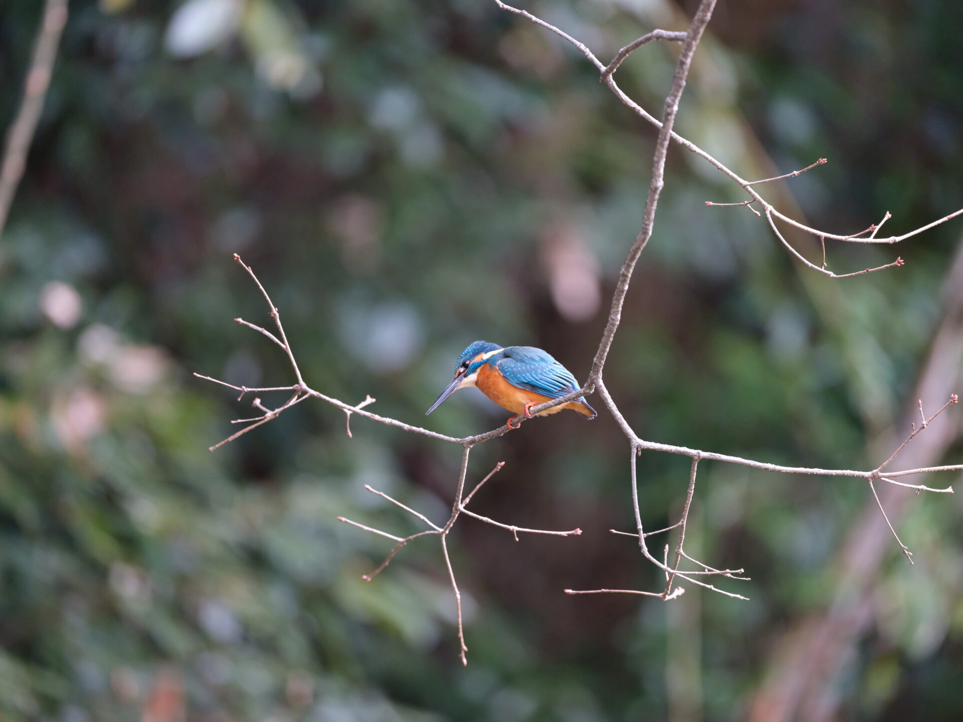 Kingfisher - 14 - JPEG straight out of the camera