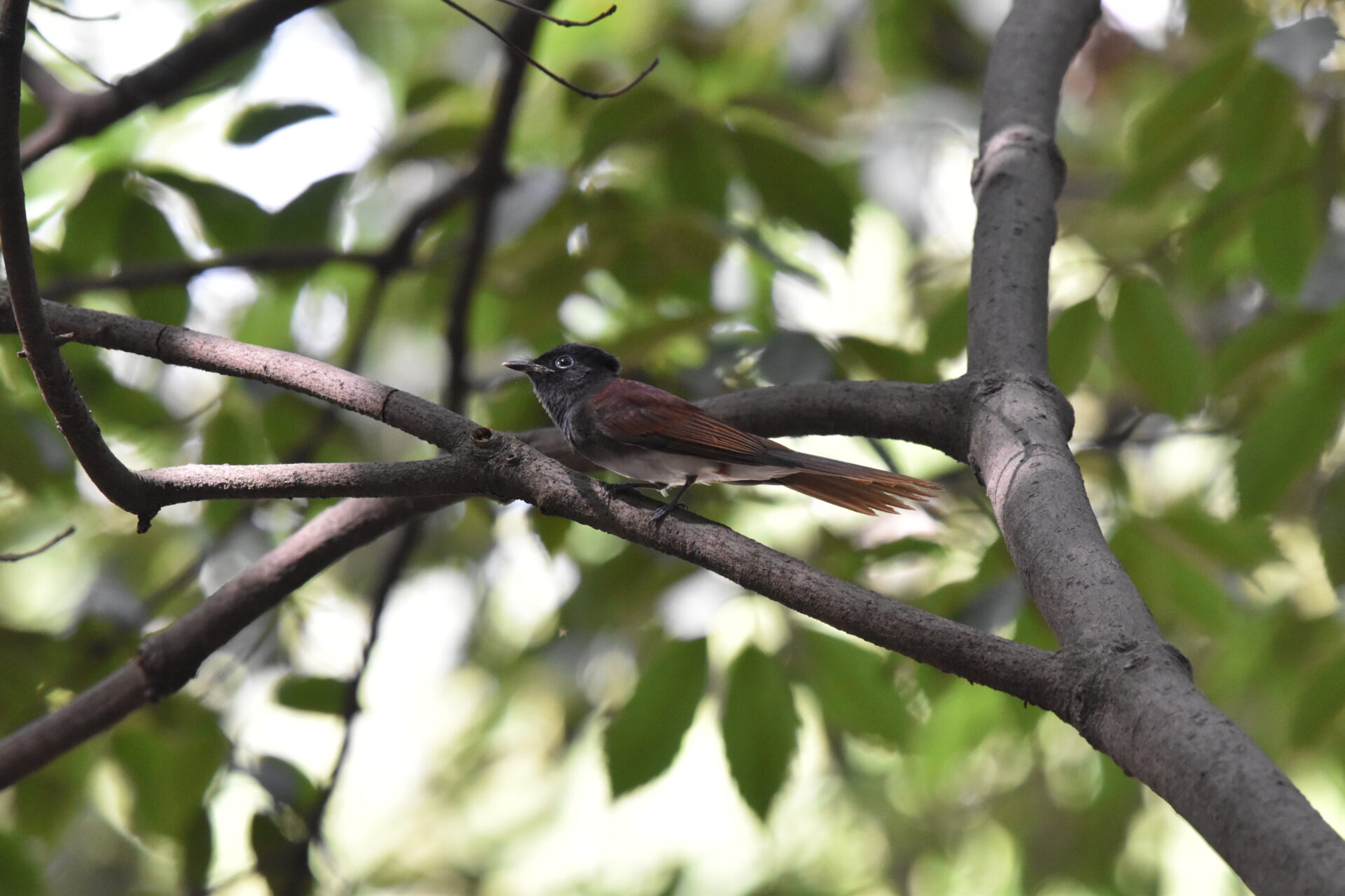 Flycatcher 1 JPEG straight out of the camera