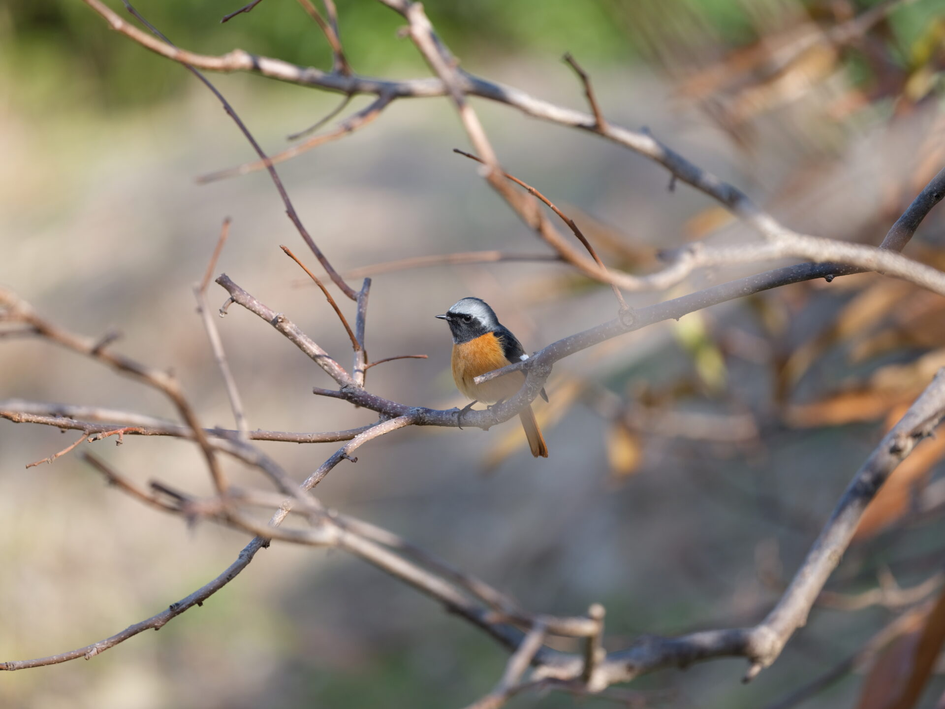 Daurian Redstart 2 JPEG straight out of the camera