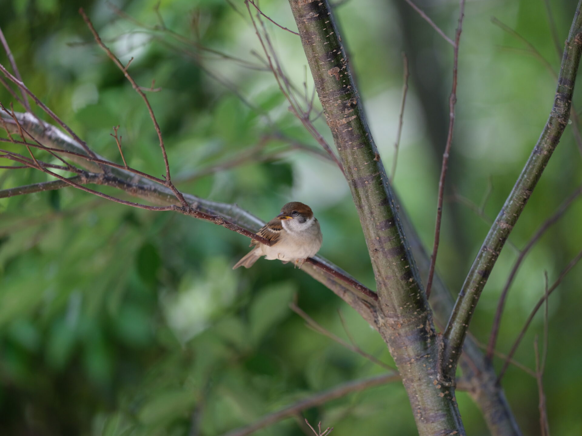Sparrow 6 JPEG straight out of the camera