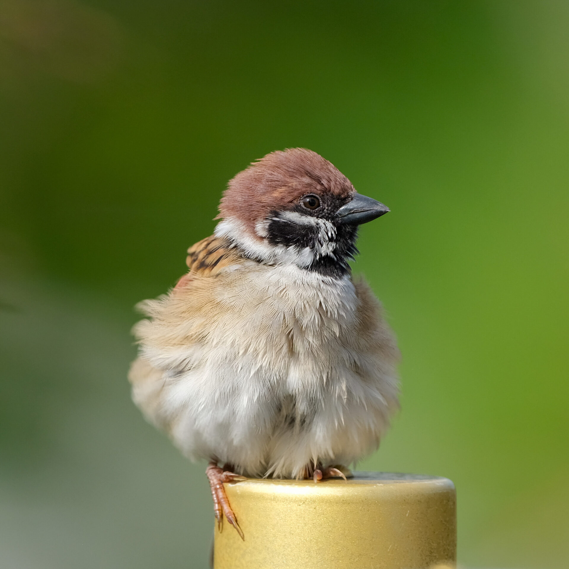 Sparrow 2 (Edited)