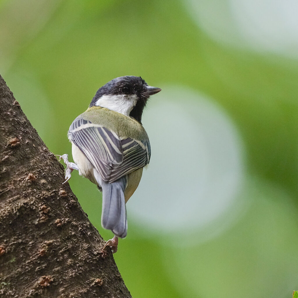 Great Tit 1 (Edited)