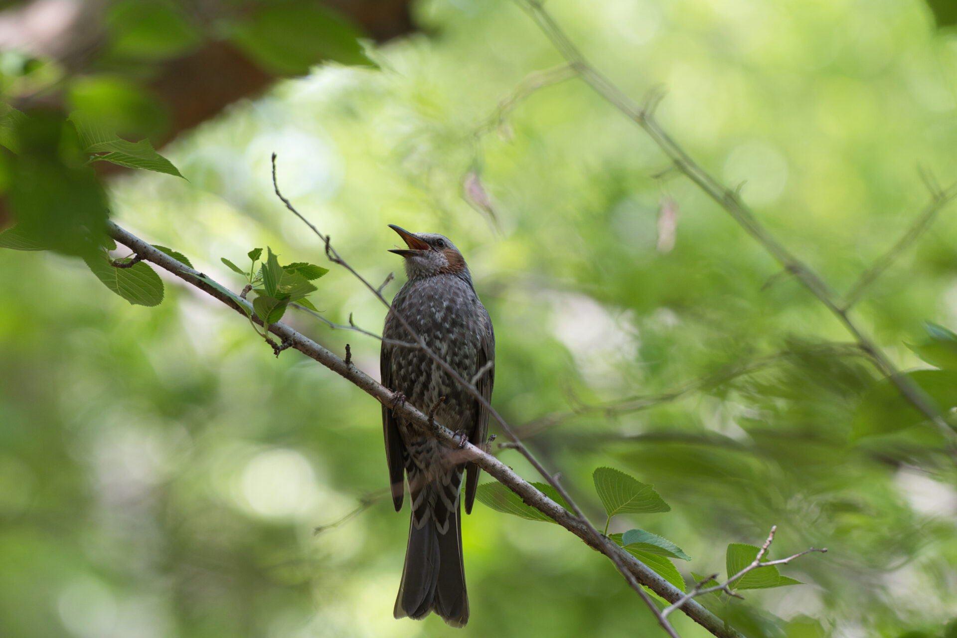 bulbul 2