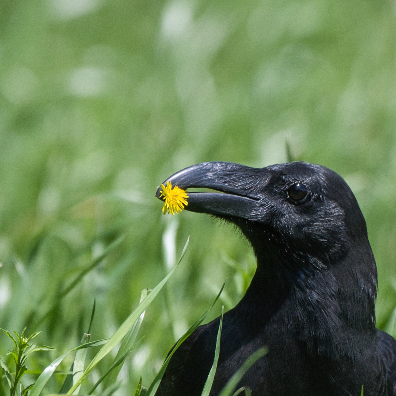 Large-billed crow 3 (Edited)