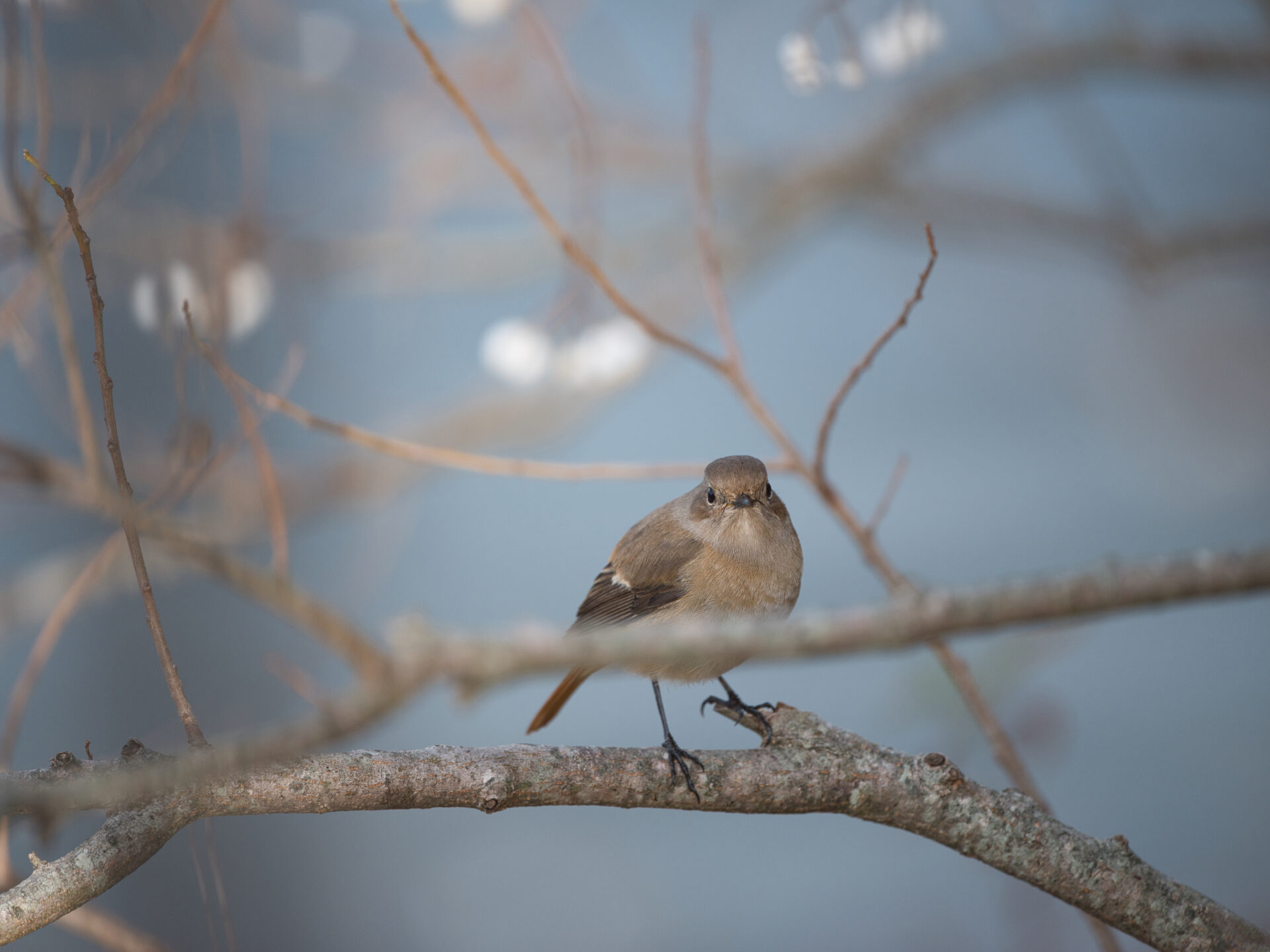 Daurian Redstart 3