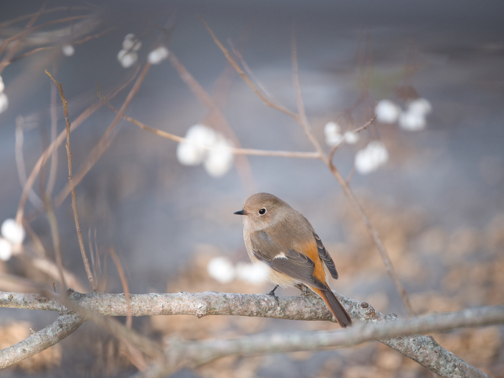 Daurian Redstart 4