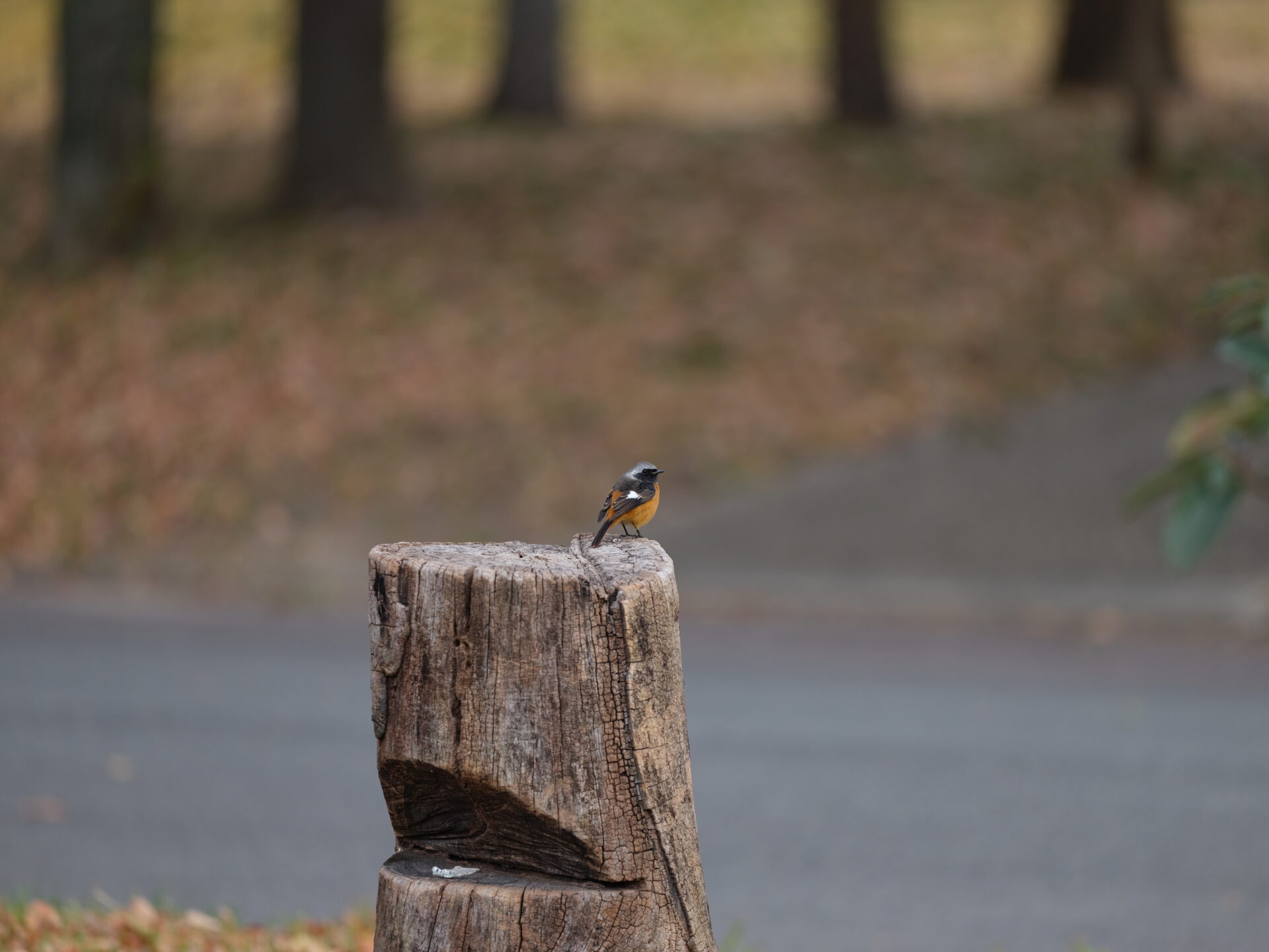 Daurian Redstart 5 JPEG straight out of the camera