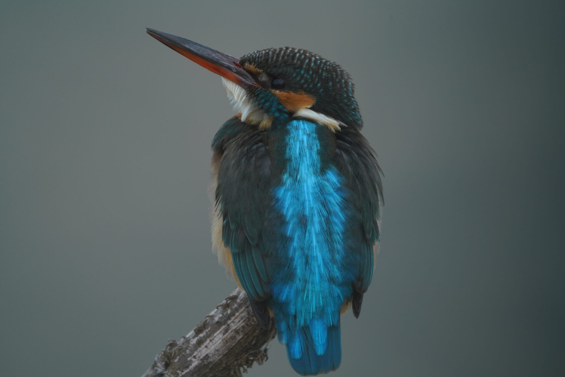 Kingfisher 15 JPEG straight out of the camera