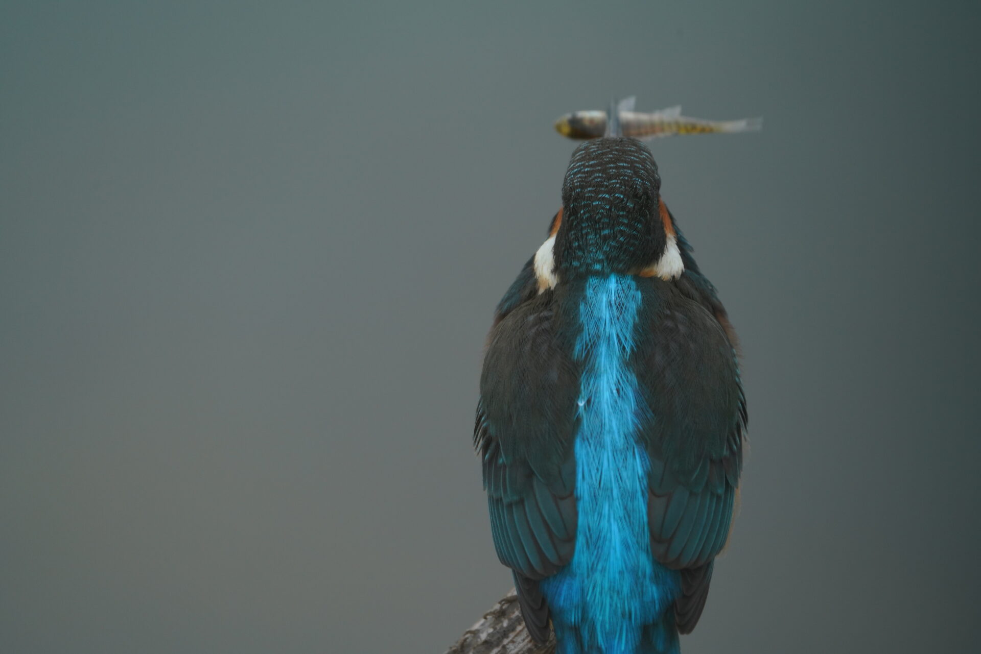 Kingfisher 16 JPEG straight out of the camera