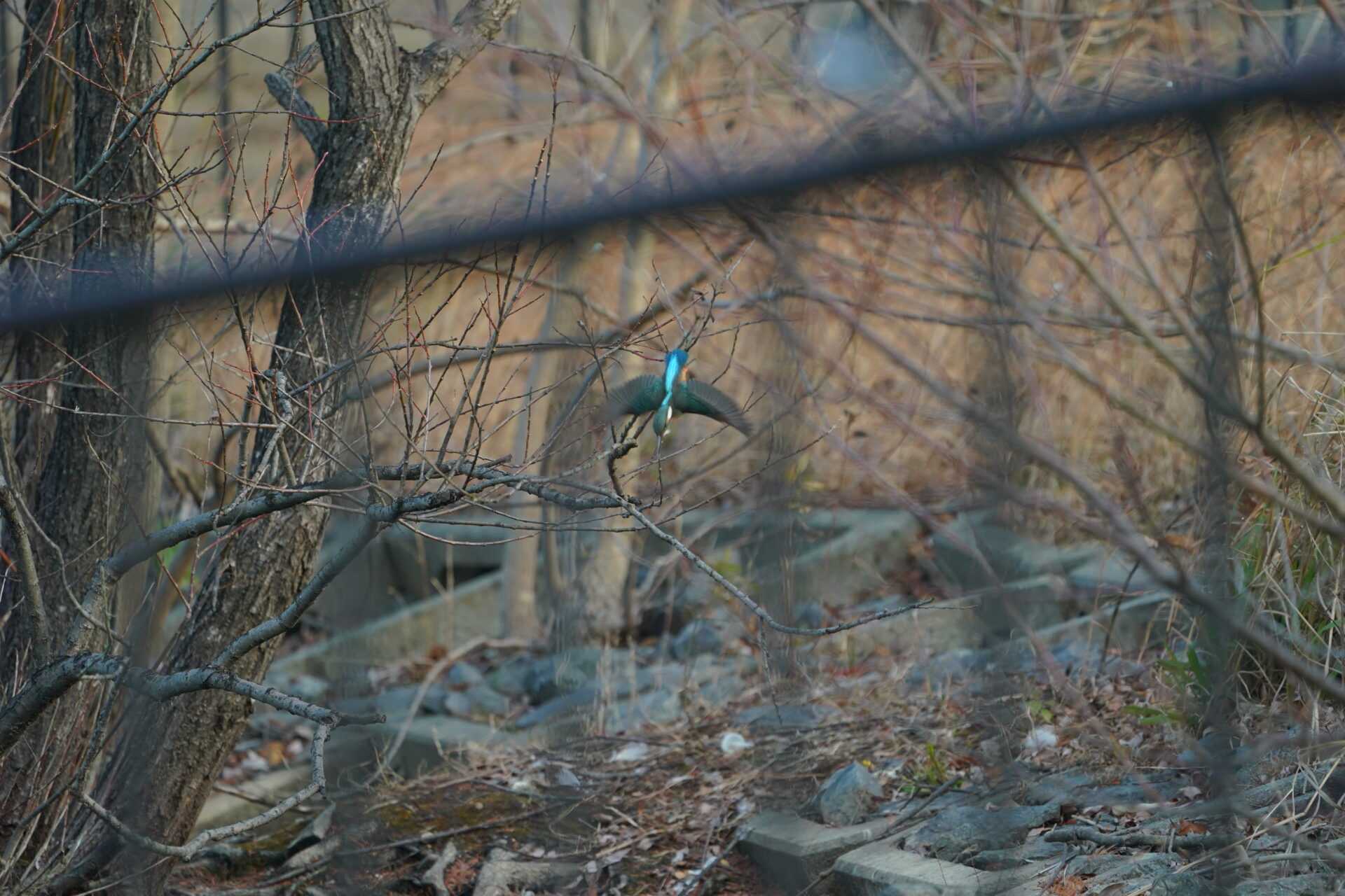 Kingfisher 17 JPEG straight out of the camera