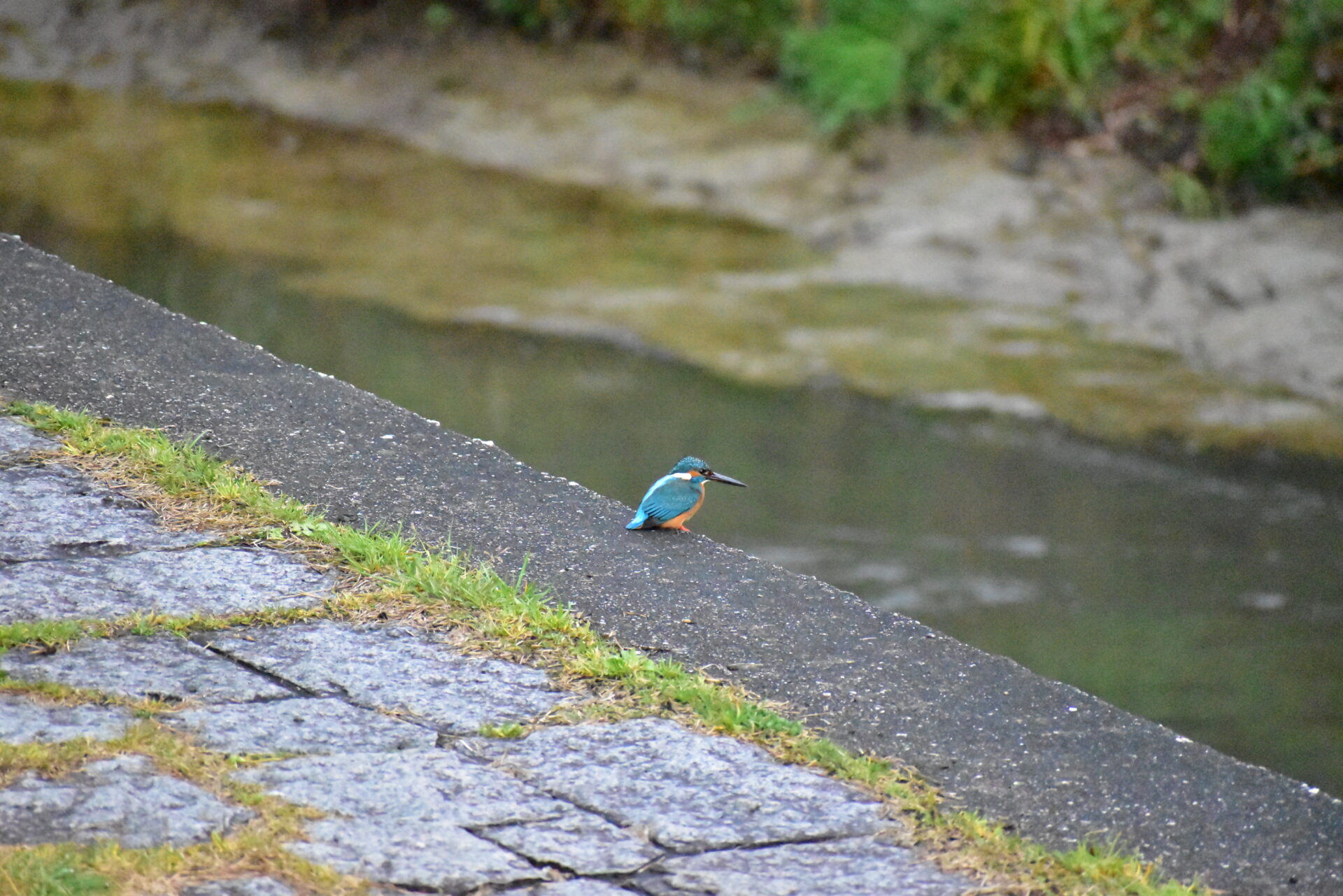 Kingfisher 18 JPEG straight out of the camera