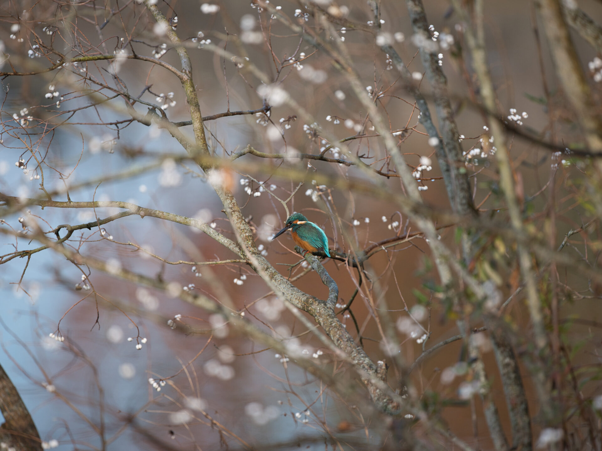 Kingfisher 19