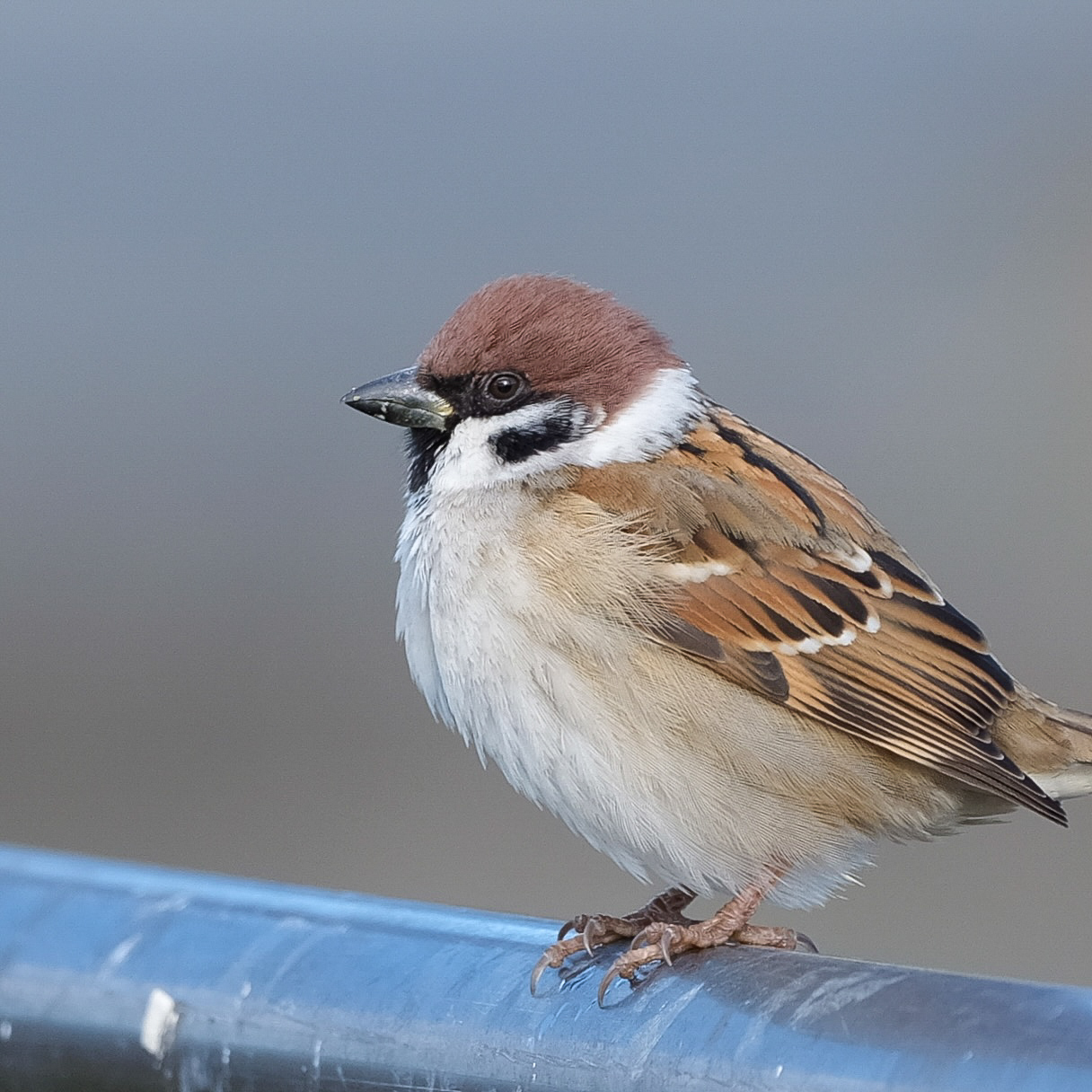 Sparrow 3 (Edited)