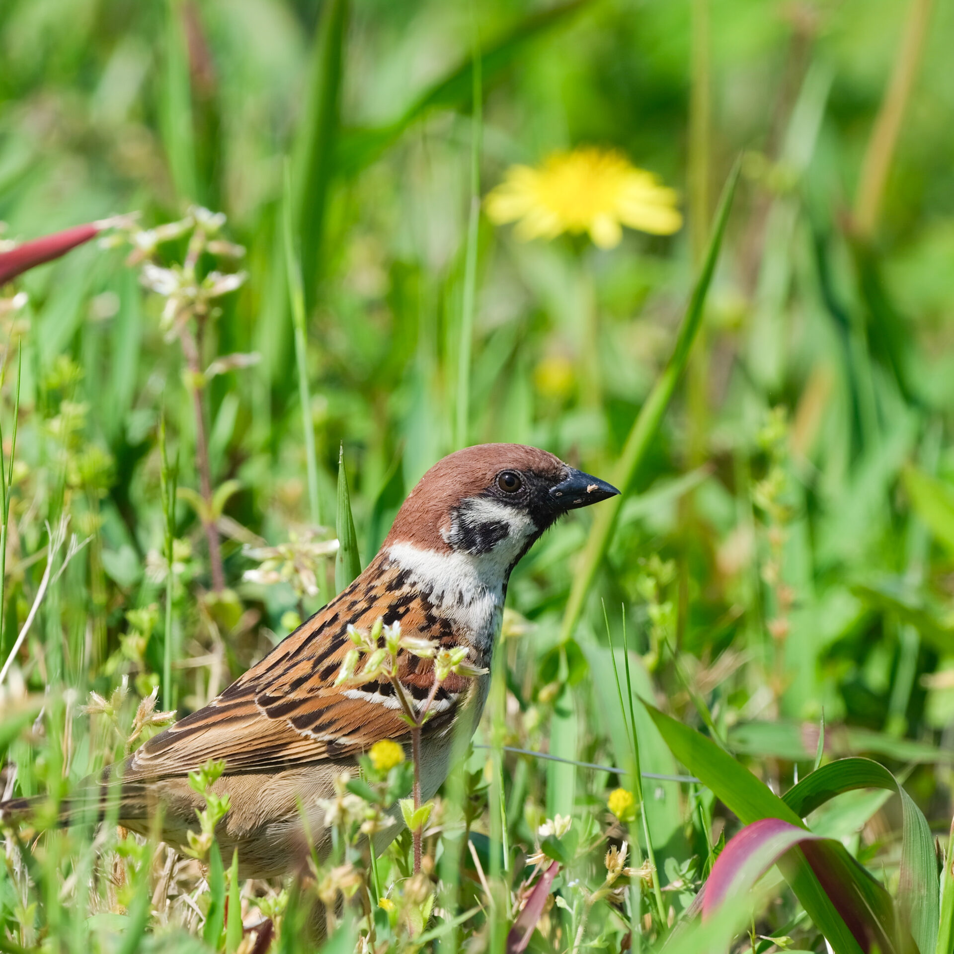 Sparrow 4 (Edited)
