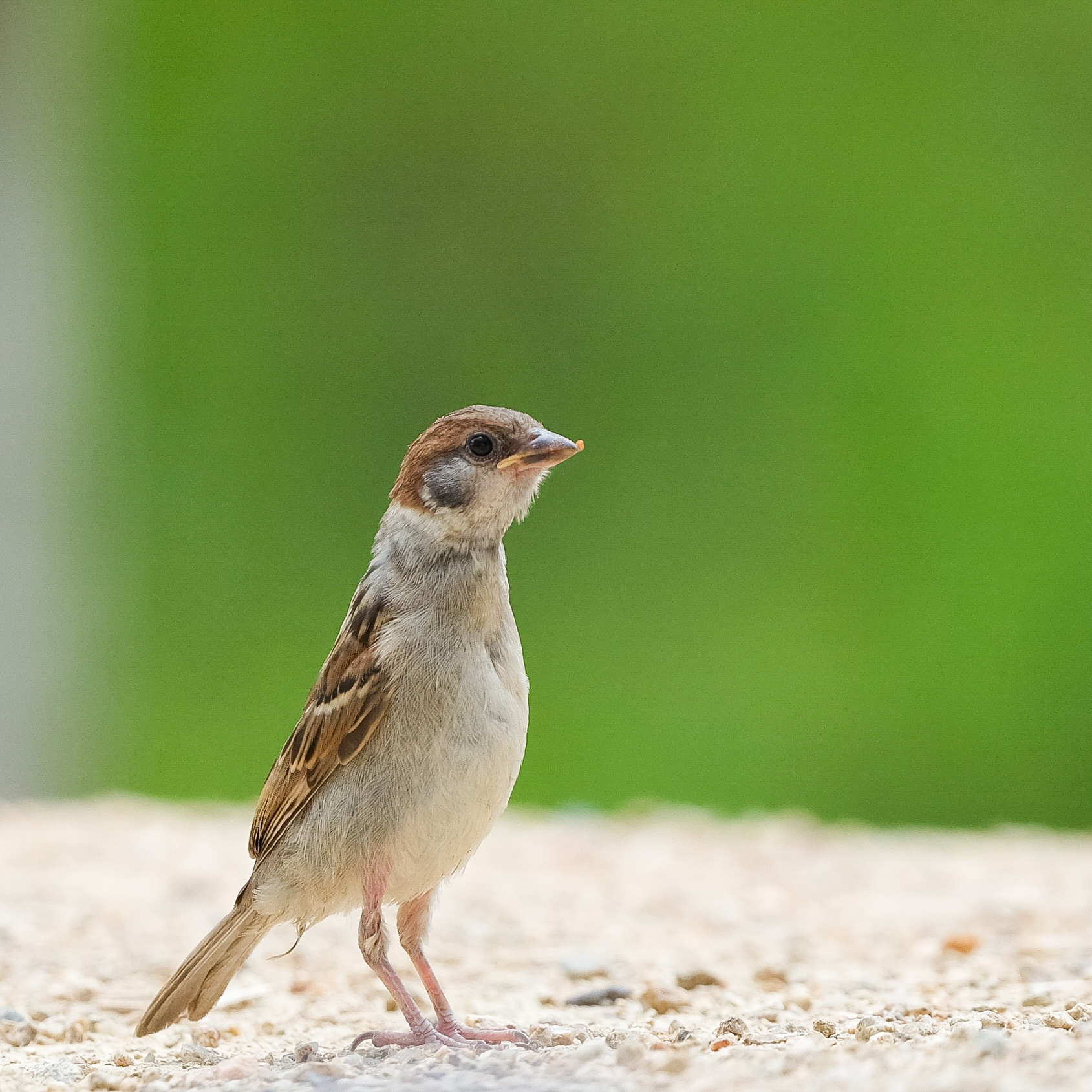Sparrow 7 (Edited)