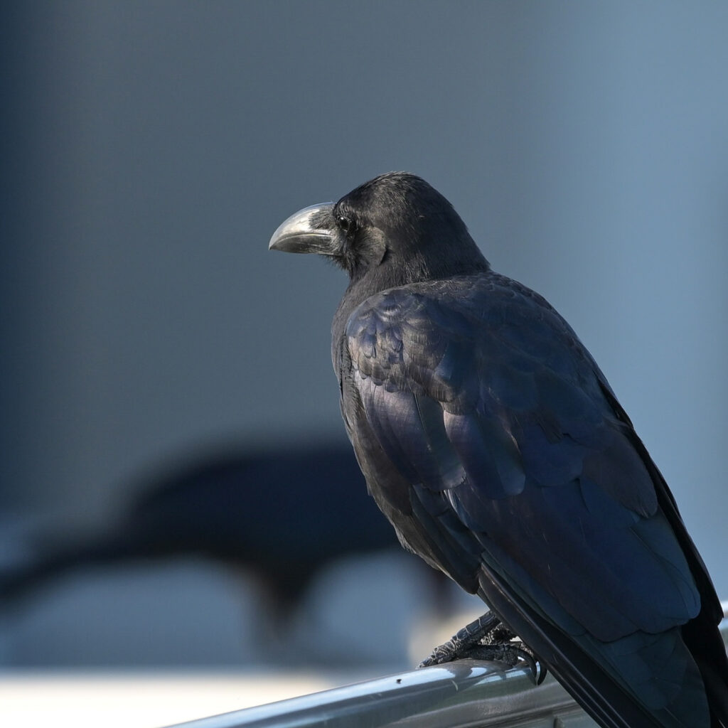 Nikon Zf とシグマ 500mm F5.6 で撮影したカラス